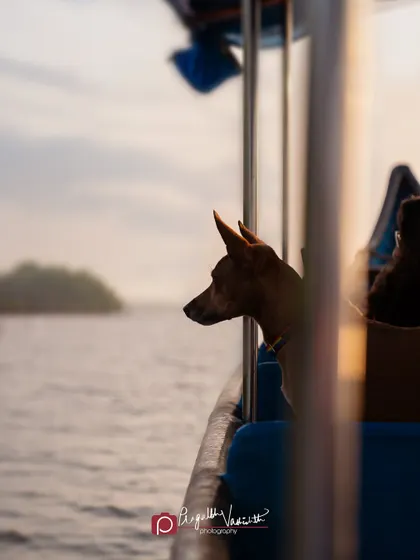 The same moment as the previous shot, but in color. The warm light of the setting sun adds a beautiful glow to this adventurous pup.