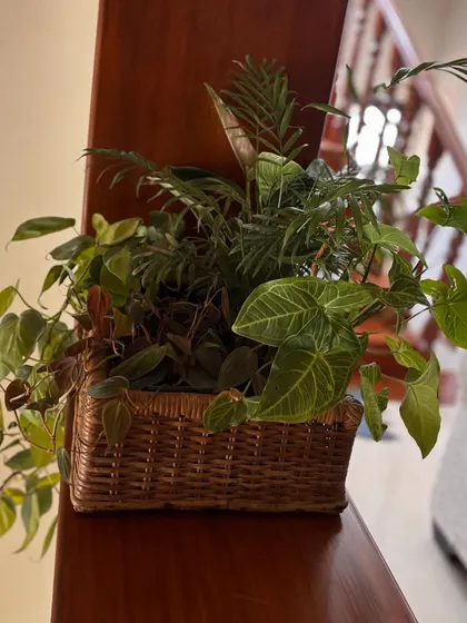 Baskets and plants are a perfect match. This arrangement in a cane basket combines different textures and shades of green, creating a lush and natural-looking display for a tabletop or shelf.