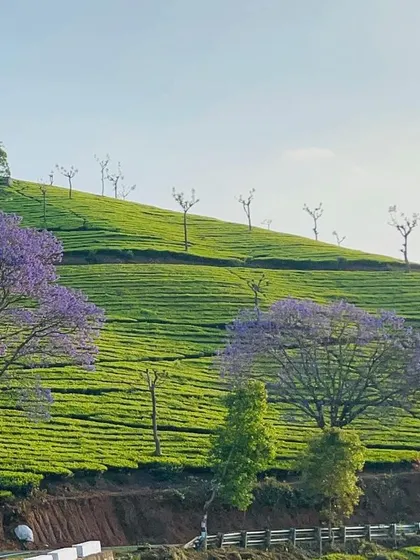Jacaranda trees in full bloom add a splash of purple to the green hills of the Nilgiris. Cycling during the blooming season is a truly special experience.