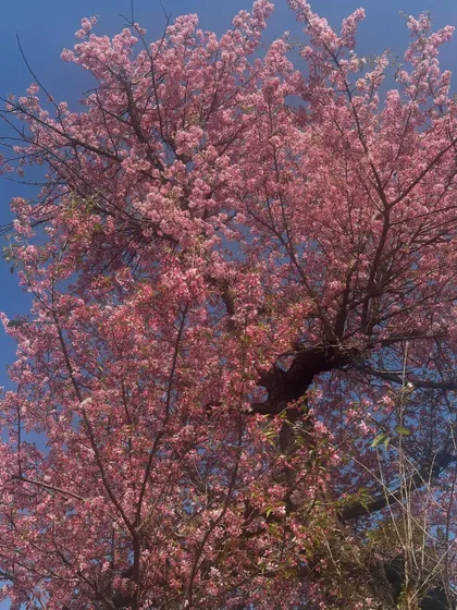 The stunning sight of cherry blossoms in the Himalayas. Our spring retreats are timed to coincide with nature's most beautiful displays.