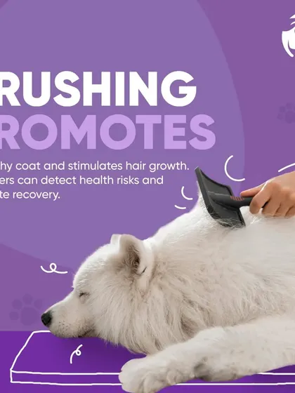 A thorough brushing is a core part of my service. It does more than just remove loose fur; it stimulates blood circulation, distributes natural oils for a shiny coat, and allows me to check for any skin abnormalities.