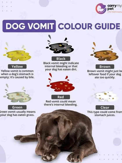 A dog's vomit color can indicate different health issues. This guide helps you understand what yellow, black, red, or green vomit might mean, but a vet consultation is always recommended.