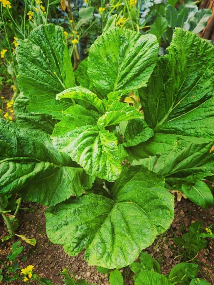 Fresh mustard leaves growing in the garden, with their distinctive large, crinkly leaves. These are amazing when cooked with dal.