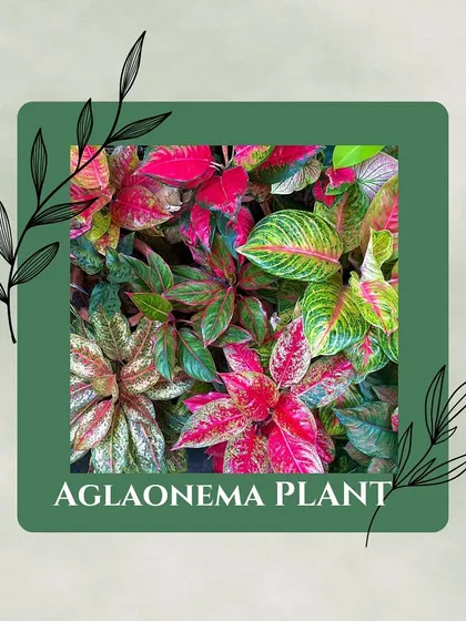 The Aglaonema, or Chinese Evergreen, is not only beautiful with its colorful leaves but also very efficient at filtering a variety of air pollutants.