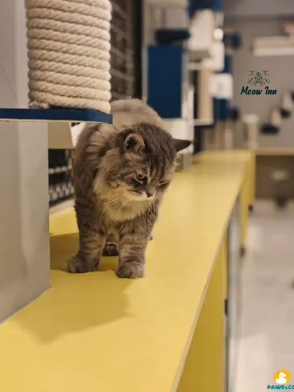 A fluffy guest explores one of the yellow countertops that run along the walls, providing another level for cats to walk and rest on.