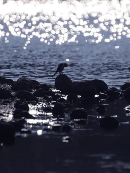 A simple silhouette of a bird against the sparkling water at dusk. I love playing with light and shadow to create artistic wildlife portraits. This image isn't just about the bird, but about the feeling of tranquility and beauty at the water's edge.