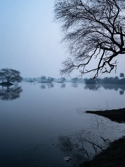 The blue hour at Bharatpur, when the mist hangs low over the water and the bare trees create stark, graphic silhouettes. It's a time of quiet beauty.