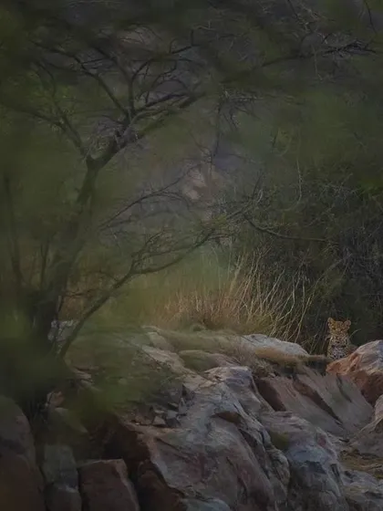 A leopard cub rests on the rocks, almost invisible against the terrain, a testament to the thriving, yet hidden, population in our city.