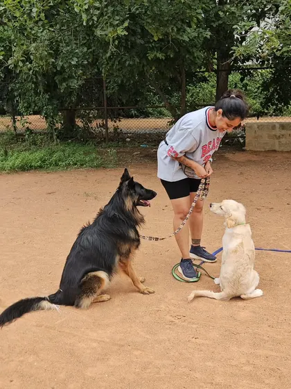 Building a positive association during puppy socialization is key. Here I am guiding the interaction between Ari and Duggu, ensuring it remains calm and rewarding for the young pup.