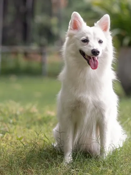 A beautiful Japanese Spitz sits elegantly on the lawn, looking like a fluffy white cloud against the green grass.