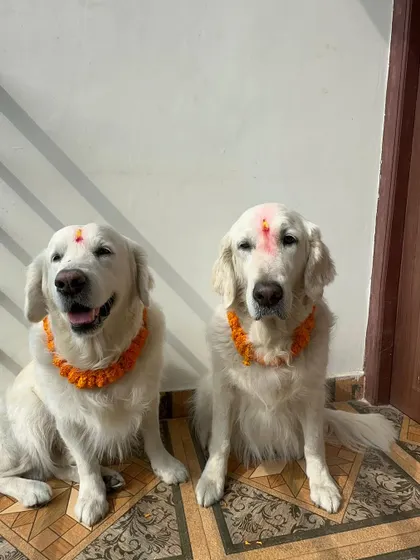 A dream come true. We finally celebrated Kukur Tihar, the festival of dogs, in Nepal. It was a beautiful experience to formally honor my dogs in a country that worships them.