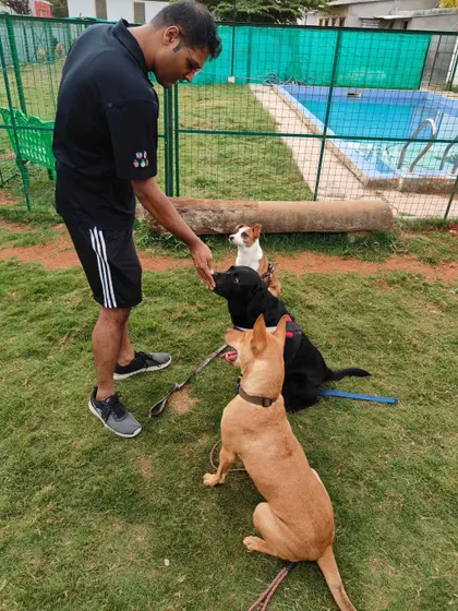 A trainer working with a group of dogs near the pool. Our team is skilled in managing multiple dogs, ensuring a safe and structured environment for group socialization and training.