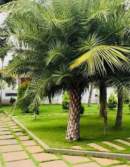 A completed estate entrance with a mature palm tree as the centerpiece. The design features a durable stone-paved driveway and a lush, expansive lawn, reflecting a classic and welcoming approach to high-end residential landscaping.