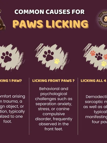 Ever wonder why your dog is licking their paws? This guide explains common causes, from discomfort in one paw to allergies affecting all four.