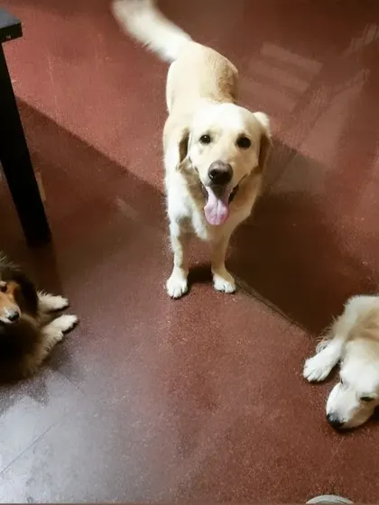 Dinner is done, now it's time for a round table conference. Cody, Jingle, and Kuttush are planning their activities for the next day.