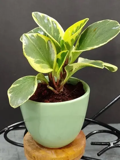 A variegated Peperomia with beautiful cream and green leaves, potted in a small green ceramic pot. This is a wonderful gift that adds a touch of elegance.