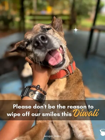 A simple plea during Diwali. The joy of our celebrations should not be the cause of terror and suffering for animals.