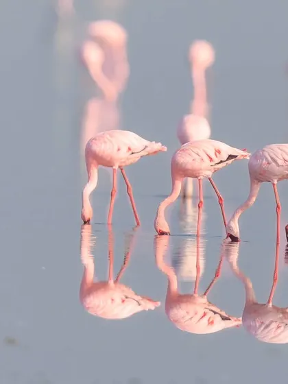 Three Lesser Flamingos feeding in unison, their graceful necks creating perfect mirror images in the water.