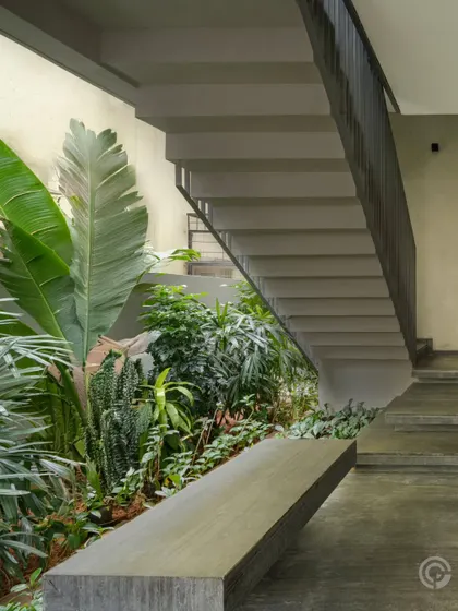 A concrete staircase is softened by a lush indoor garden planted at its base. This juxtaposition of hard, brutalist forms with soft, living nature is a recurring theme in our work, creating a balanced and earthy environment.
