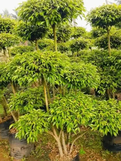 This multi-stemmed Ficus tree is shaped with distinct 'pom-pom' style foliage clusters on each branch. It offers a more playful and stylized take on the traditional bonsai form, suitable for a variety of garden designs.