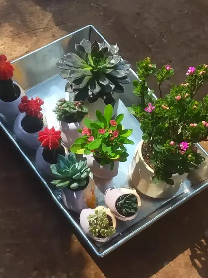 Plants bring joy and enhance any space. These cute arrangements with succulents and kalanchoe make for perfect birthday gifts.