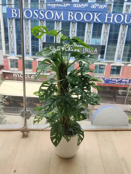A tall Monstera Adansonii supported by a moss pole, placed in a white ceramic planter. This is a great low-maintenance but high-impact choice for office environments.