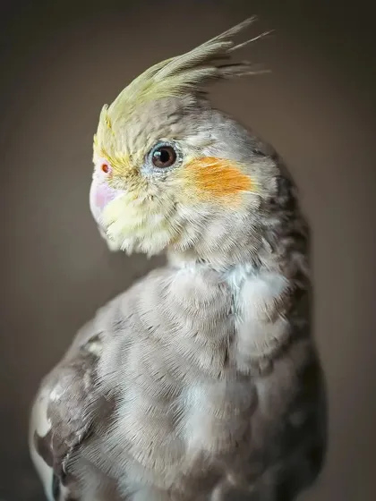 A duplicate of the beautiful portrait of Momo.