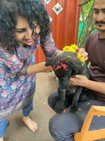 We believe every dog is family, and we celebrate together. Here, we're sharing the joy of Diwali with a special puja, complete with a flower garland and a gentle tikka blessing for this little one. It's one of the unique traditions that makes our dog boarding feel like home.