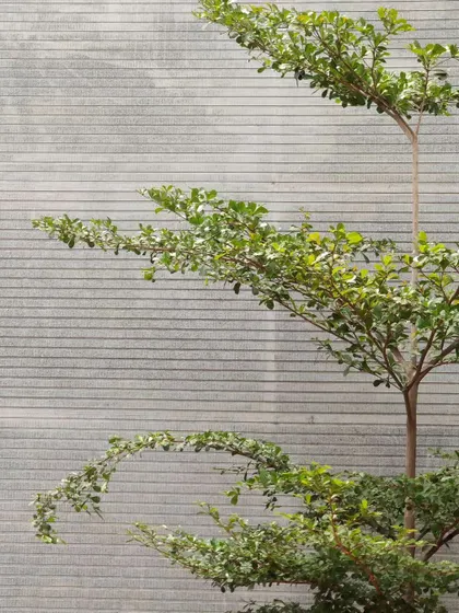 The delicate branches of the tree contrast with the rigid, linear texture of the concrete wall.