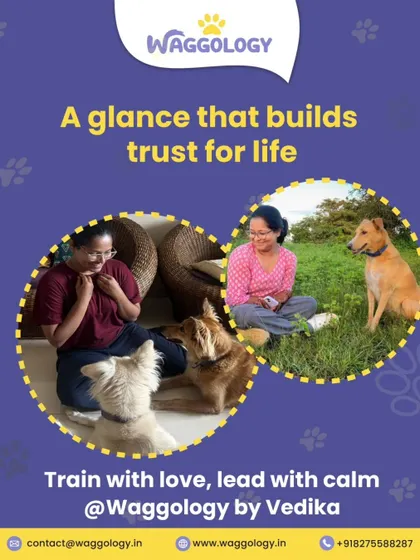 A glance that builds trust for life. This graphic shows how I use calm eye contact to communicate safety and build a connection with dogs, both indoors and outdoors.