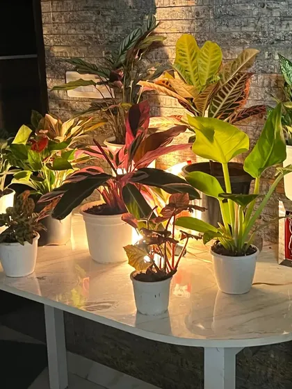 Another angle of the illuminated plant display on a console table. The mix of reds, yellows, and deep greens creates a rich and warm atmosphere, perfect for a welcoming reception area.