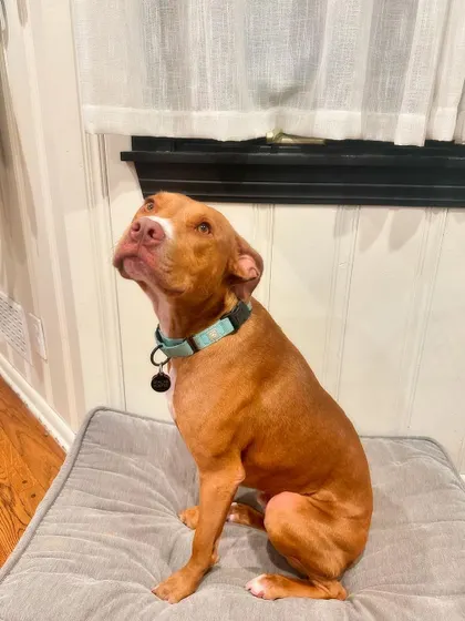 Lazlo practicing his 'place' command. He's a smart boy who is ready for his forever home.