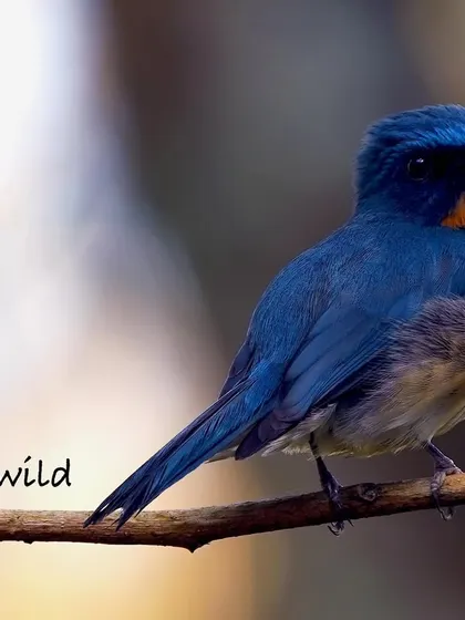 The Tickell's Blue Flycatcher is an absolute delight to photograph. This male, with his vibrant blue and orange plumage, perched perfectly on a branch at the Coffee Acres Resort in Wayanad.