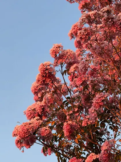 Captions for these will follow the same descriptive and serene tone, focusing on the specific flower, tree, or natural scene depicted and its connection to the ashram experience (e.g., "The Pink Trumpet tree in full bloom, a sign of spring at the ashram," "A lotus flower opens in the morning, just in time for meditation," "The sun's light filtering through the leaves, a reminder of the light within.").