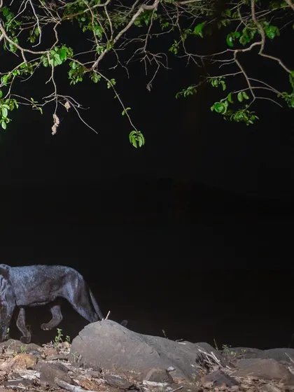 A melanistic leopard, or black panther, silently moves through the forest under the cover of darkness. This image, captured with a remote DSLR camera trap, showcases the hidden, nocturnal world that I love to explore and share.