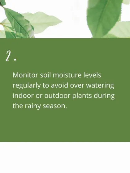 Monsoon Care Tip 2: Avoid overwatering by checking the soil moisture regularly. Even with the rain, indoor plants might still need a drink, but it's easy to give them too much.