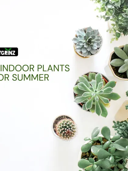 A title card for my guide on five indoor plants that are perfect for the summer season, helping you bring the green vibes indoors.
