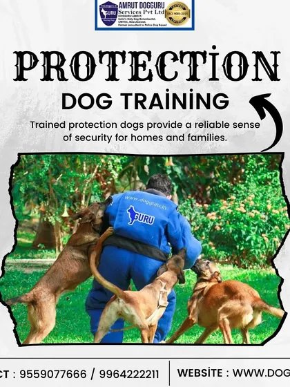 A closer look at our protection training program. A trainer in a bite suit works with multiple dogs, teaching them to work as a team and respond to commands under pressure.