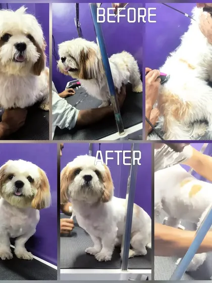 A clean dog is a happy dog. This before and after collage shows the journey to a fresh and happy pup.
