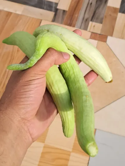 Holding a fresh harvest of kakri. The satisfaction of growing your own food is a great reason to start a terrace garden.