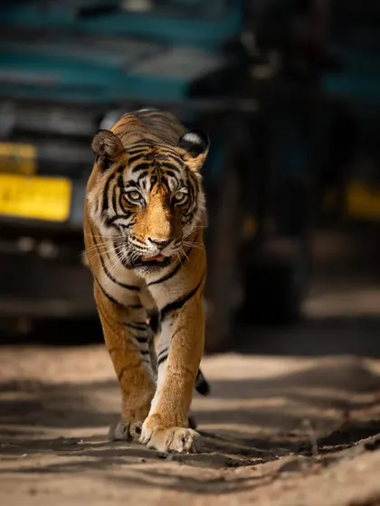 A tiger walking towards our safari vehicle, a moment that gets your heart racing. The low angle and direct approach create a very engaging and dynamic photograph.