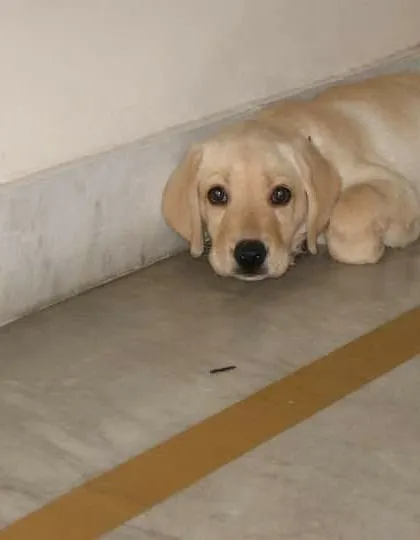 This was Cookie when she first came to us, a shy but sweet Labrador puppy finding her paws.