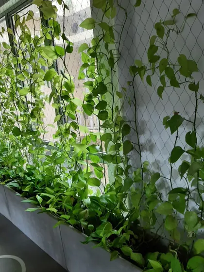 A green wall created using climbing plants on a support net. This is a cost-effective and lightweight solution for adding a dense layer of greenery to interior or covered spaces, perfect for creating a natural screen or feature wall.