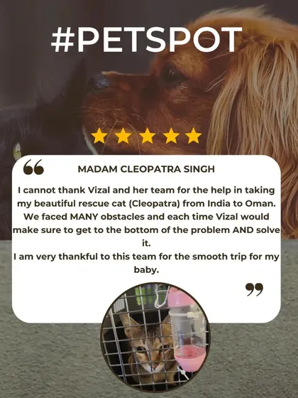 This testimonial is for Cleopatra, a beautiful rescue cat I helped move from India to Oman. Overcoming obstacles to get her home was a challenge I was proud to take on.