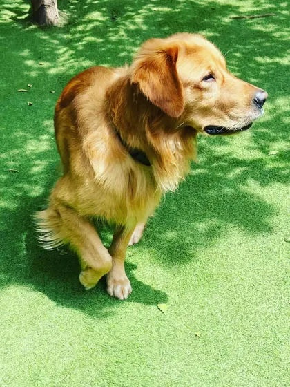A Golden Retriever striking a pose in the sun. It's so rewarding to see them this relaxed and happy.