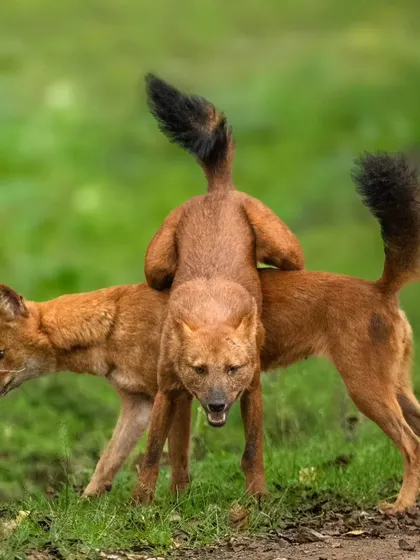 A playful, acrobatic moment as one dhole leaps over another in Nagarahole. This behavior strengthens social bonds within the highly cooperative pack.