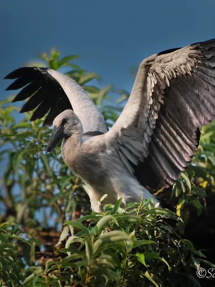 An Asian Openbill stork spreading its wings, looking as if it's telling a story about a snail it saw. A fun shot from Ranganthittu Bird Sanctuary.