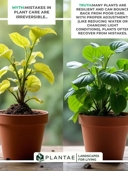 Many people believe a sick plant is a lost cause, but that is often not true. This image shows the recovery of a plant that was struggling, demonstrating how adjustments in watering, light, and care can bring it back to full health. I specialize in diagnosing and reviving plants.