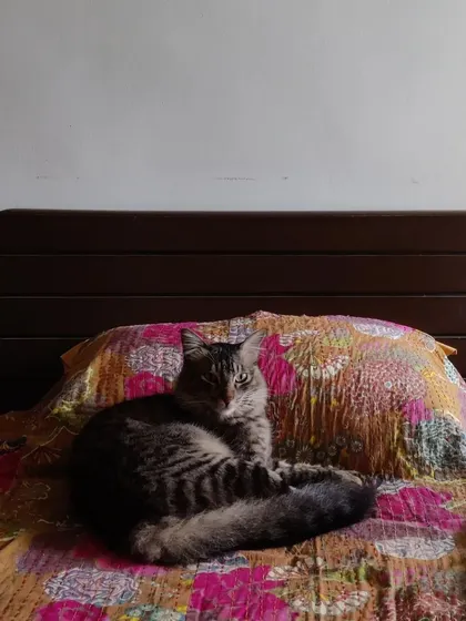Reiki the cat, curled up and looking majestic on his human's bed. I ensure every pet, whether a dog or cat, has their favorite spots respected and available.