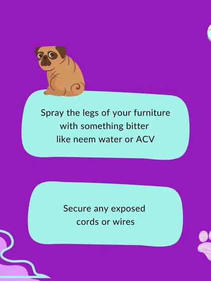 Continue puppy-proofing by securing exposed electrical wires and spraying furniture legs with a bitter-tasting but safe spray like neem water to deter chewing.